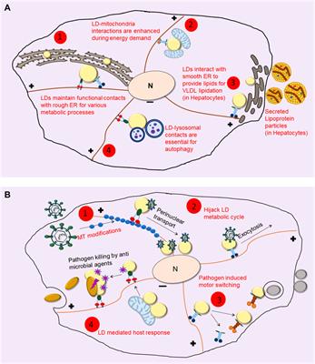 Microtubule motor driven interactions of lipid droplets: Specificities and opportunities